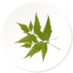 Neem