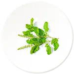 Tulsi
