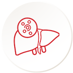 Liver Cell Regeneration