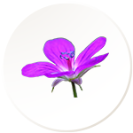 Sarphoka