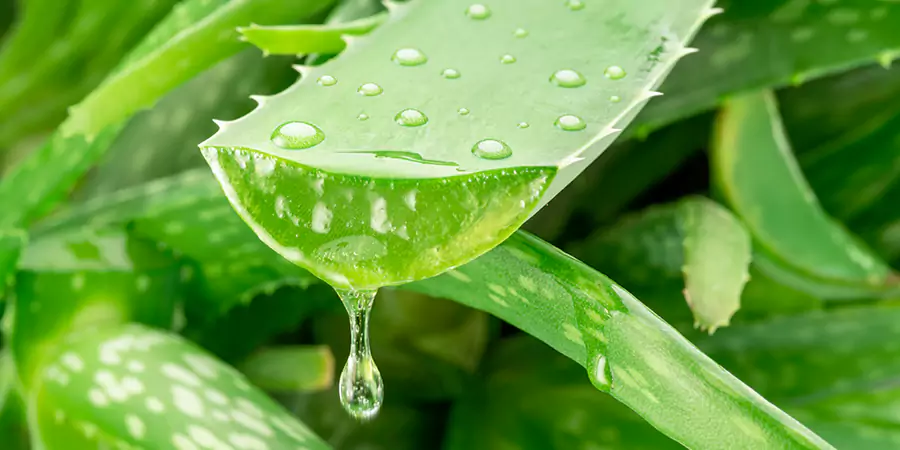 Aloe Vera