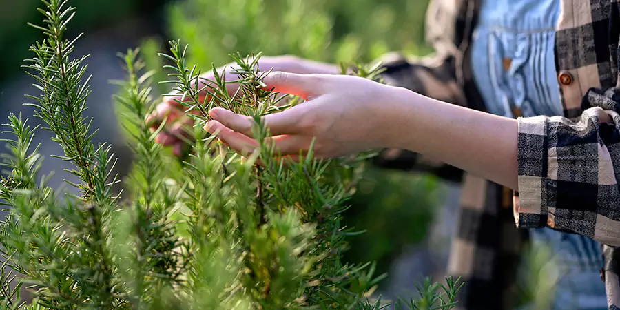 Rosemary